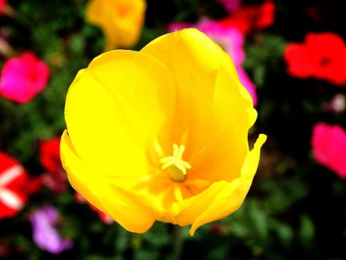 Churros Scenarijus, Gėlės, Geltona, Saulėtas, Pavasaris, Dienos Gėlių Mugės, Korėjos Respublika