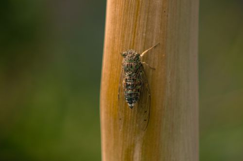 Cicada, Vabzdys, Vasara