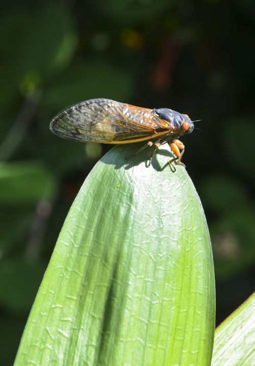 Cicada, Nj Cicada, Cicada Lapuose
