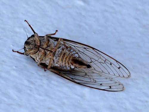 Cicada, Miręs, Vabzdžiai, Gamta