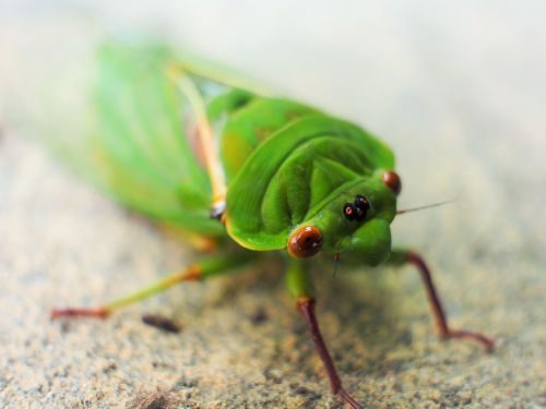 Cicada, Žalias, Makro, Akys, Sparnai, Gyvūnas, Vabzdys