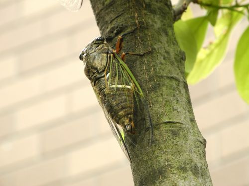 Cicada,  Kumazemi,  Japonija,  Cicada