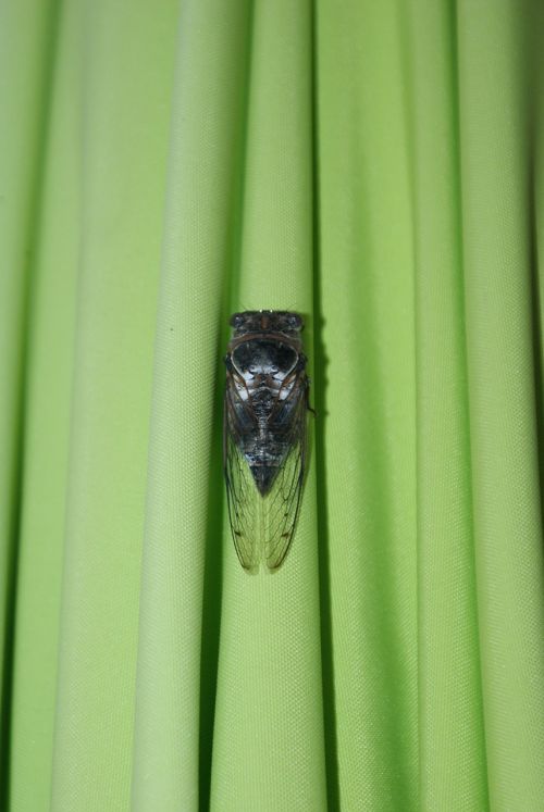 Cicada, Skėtis Nuo Saulės, Žalias, Vakaras, Toulon