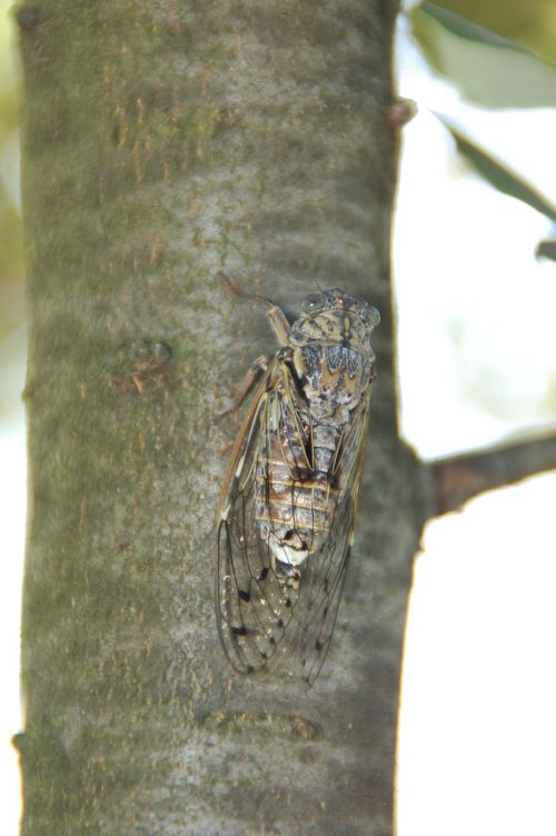 Cicada, Į Pietus, Vabzdys, Provence