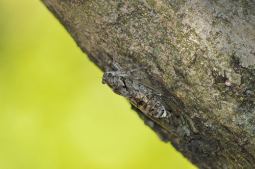 Cicada, Vabzdys, Gamta