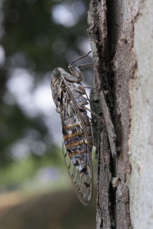 Cicada, Provence, Profilis, Vabzdys, Gamta, Pavasaris