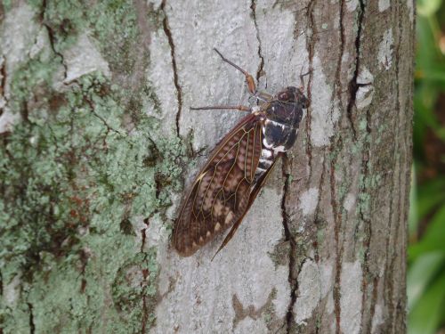 Cicada, Trumpalaikis, Intensyvi Karštis, Suaugęs