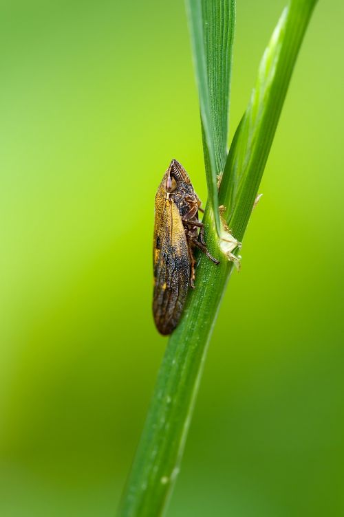 Cicada, Gluosnių Putų Cicada, Gamta, Vabzdys, Makro