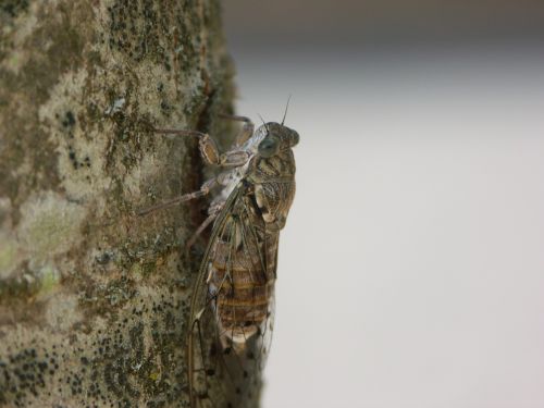 Cicada, Vabzdys, Pagal, Uždaryti, Gamta, Medis, Italy