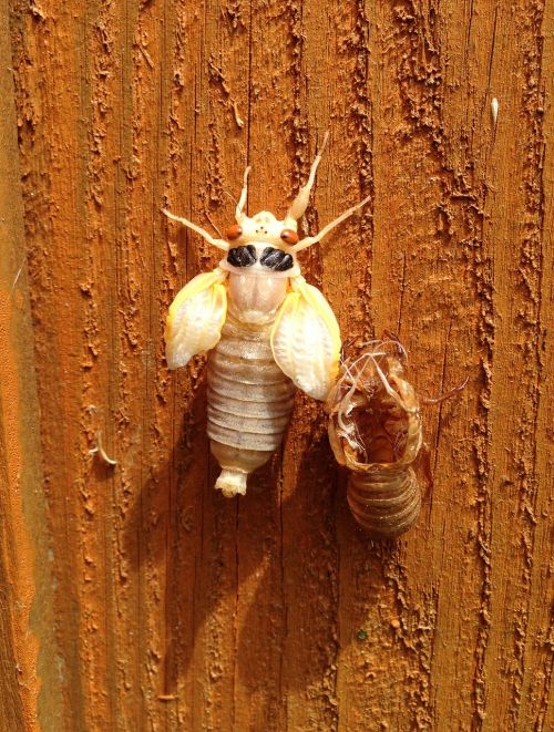 Cicada, Lydytas, Lukštas, Magicicada, Suformuotas, 17 Metų, Septyniolika Metų, Periodinė Cicada, Ecdysis, Šiaurės Amerika, Tvora, Mediena