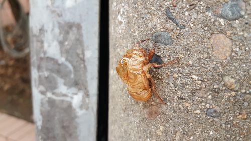 Cicada, Svyravimai, Žievelės