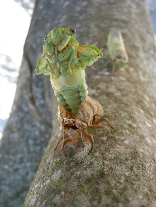 Cicada, Gimdymas, Provence