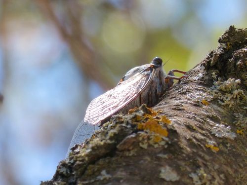 Cicada, Bagažinė, Vasaros Kritika