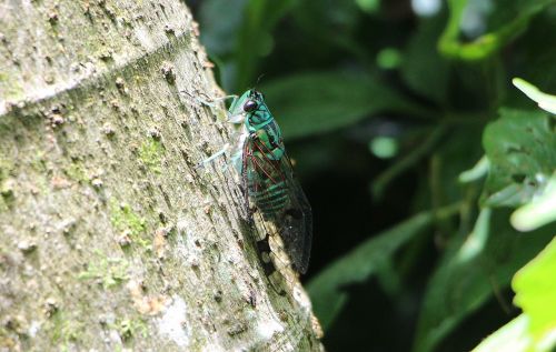 Cicada, Vabzdys, Žalias, Pagal, Kosta Rika