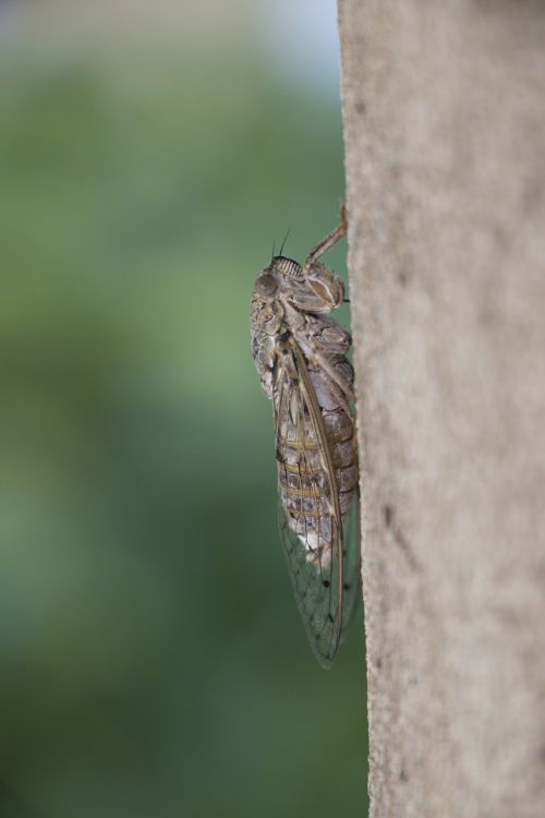 Cicada, Vabzdys, Gamta