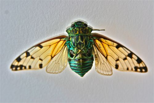 Cicada, Kosta Rika, Papludimys, Vabzdys, Klaida, Ekologija