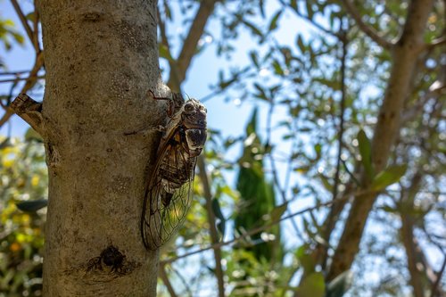 Cikada,  Sparnas,  Pobūdį,  Medis,  Cicadidae,  Hétérométaboles,  Iš Arti,  Makro