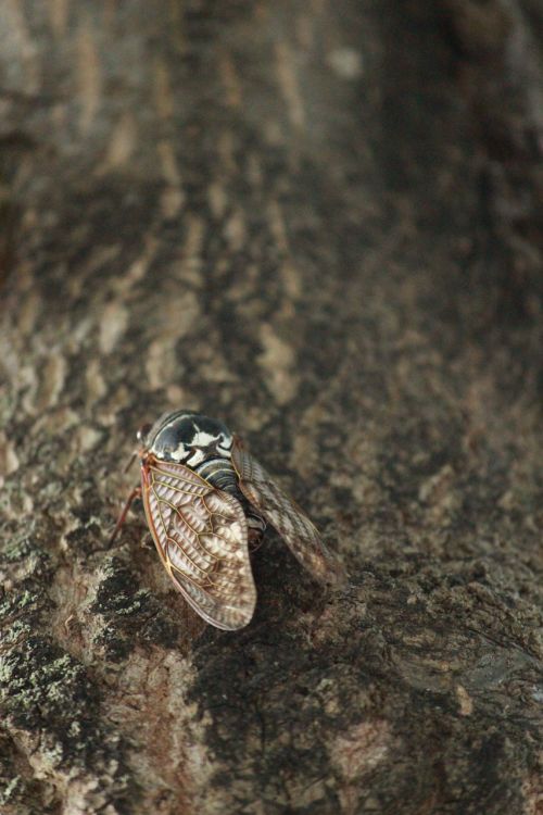 Cicada, Medis, Vabzdys, Japonijos Cicada