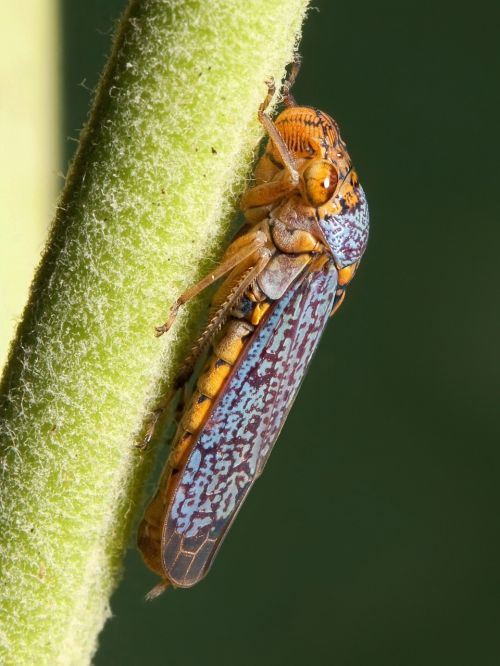 Cicada, Zwergzikaden, Oncometopia Orbona, Maža Cicada, Jassidae, Cicadellidae, Vabzdys, Apvali Galva Cicada, Makro