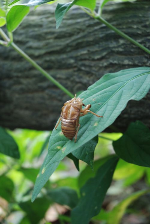 Cicada, Makro, Maža Cicada, Cicadellidae, Vabzdys, Laukinė Gamta, Klaida, Laukiniai, Entomologija, Metamorfozė, Lauke, Gyvenimas, Gamta, Bestuburiai