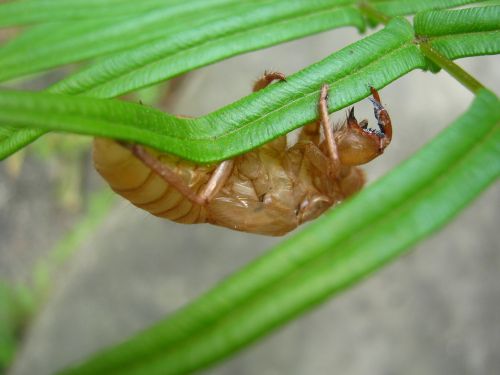 Cicada, Vasara, Vabzdžiai