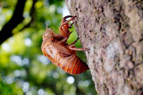 Cicada, Gyvūnas, Chantui, Cicada Apvalkalas, Vabzdys, Vasara, Žalias, Biologinis