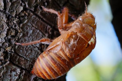 Cicada, Gyvūnas, Chantui, Cicada Apvalkalas, Vabzdys, Vasara, Žalias, Biologinis