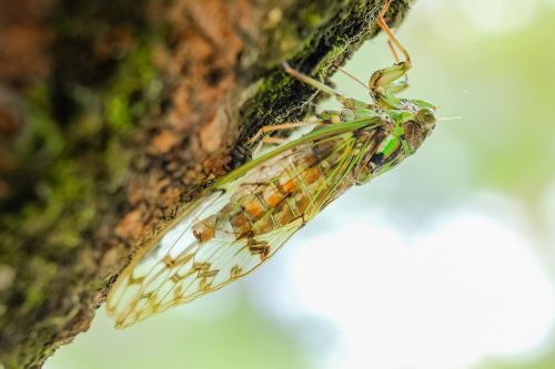 Cicada, Gyvūnas, Vabzdys, Vasara, Žalias, Biologinis