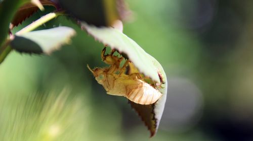 Cicada Moulting, Vabzdys, Vabzdžių Oda