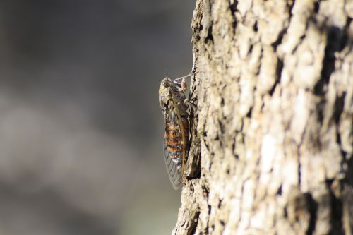 Cicadas, Medis, Korsikietis, Laukiniai, Sala, Miškas