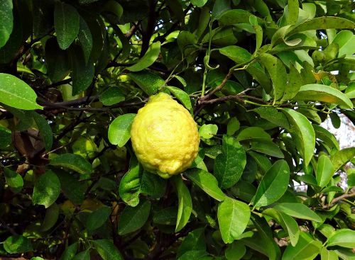 Citronas, Vaisiai, Rūgštus, Vitamino C, Хулкитти, Indija