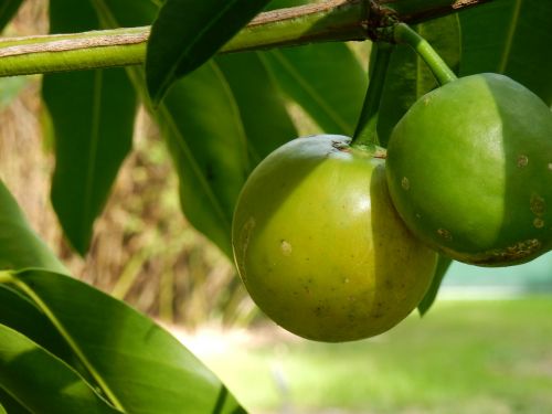 Citrusiniai, Citrusinių Vaisių Medis, Žali Vaisiai