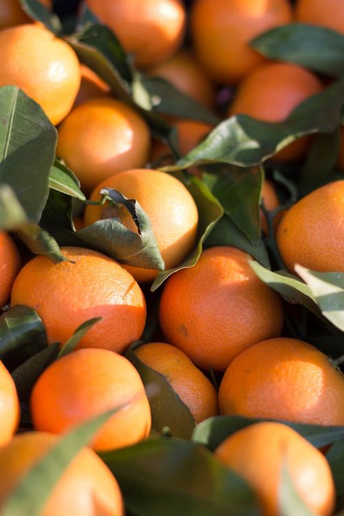 Citrusinis Vaisius, Mandarinas, Klementinas, Mandarinas, Oranžinė, Derlius