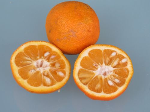 Citrusinis Vaisius, Greipfrutas, Vaisiai, Oranžinė