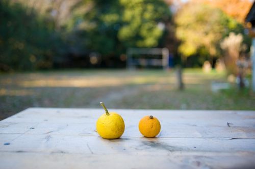Citrusiniai Vaisiai, Tikras, Citronas