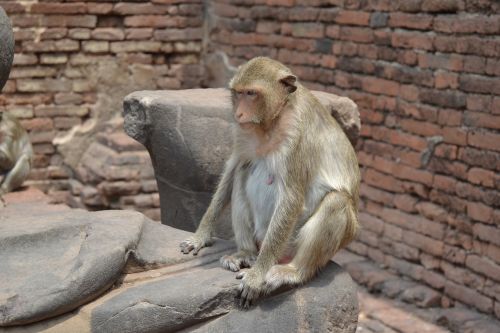 Beždžionių Miestas, Tailandas, Lopburi, Beždžionės, Beždžionės, Primatas