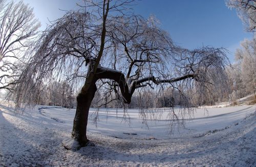 Miesto Parkas Gotha, Ledas, Žiema, Šaltis, Šaltas, Gamta