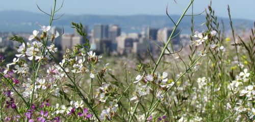 Miesto Panorama, Gėlės, Gamta, Pavasaris, Laukinės Vasaros Spalvos