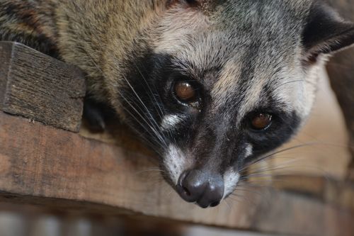 Civets, Gyvūnas, Gyvūnai, Gamta