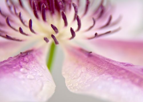 Clematis, Žiedas, Žydėti, Uždaryti, Rožinis, Balta, Tuti, Gėlė, Augalas, Žydėti, Saulė, Alpinistas, Antspaudas, Gėlės, Žiedlapis, Detalūs Vandens Lašai, Lietus