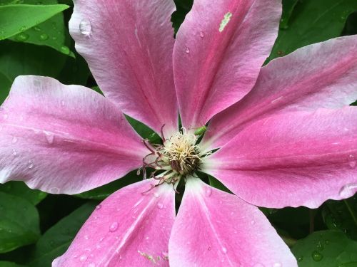 Clematis, Hahnenfußgewächs, Violetinė, Gėlė, Žydėti, Uždaryti, Žiedas, Žydėti, Gražus, Alpinistas, Antspaudas, Lapai, Augalas, Sodo Augalas, Gėlių Sodas