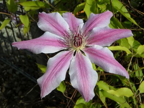 Clematis, Žiedas, Žydėti, Žydėti, Gėlė, Violetinė