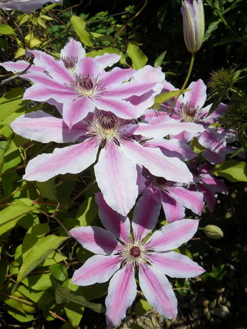 Clematis, Žiedas, Žydėti, Violetinė, Augalas, Gėlė, Žydėti