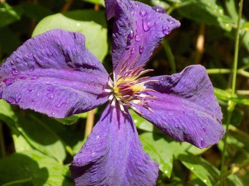 Clematis, Ranunculaceae, Violetinė