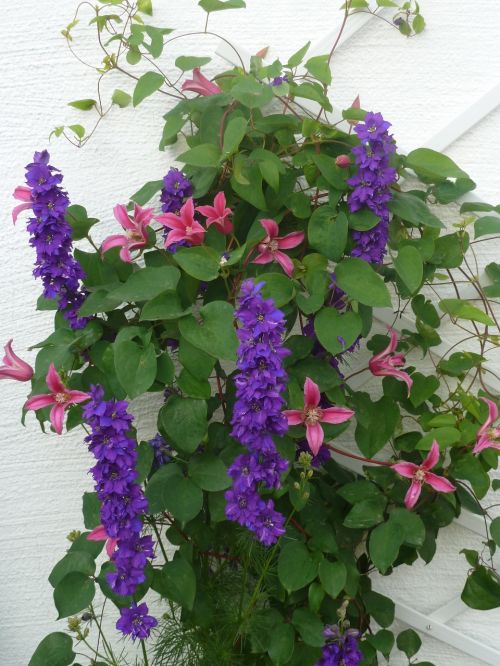 Clematis, Larkspur, Gėlės