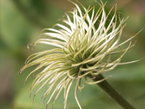 Clematis, Balta, Žalias