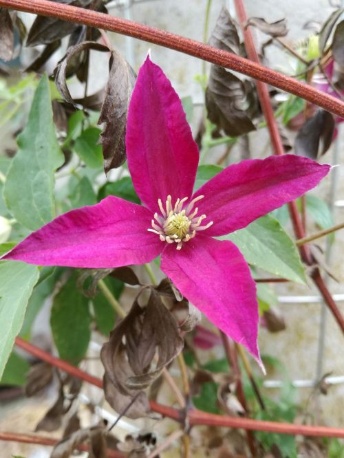 Clematis, Žiedas, Žydėti, Gėlė