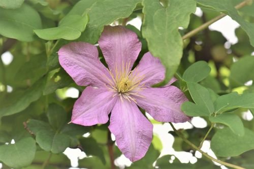 Clematis, Rožinis, Gėlė, Žiedas, Žydėti, Augalas, Žydėti, Lapai, Žalias, Uždaryti, Alpinistas, Gamta, Žiedlapiai, Sodo Augalas, Dekoratyvinis