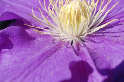 Clematis, Gėlė, Violetinė