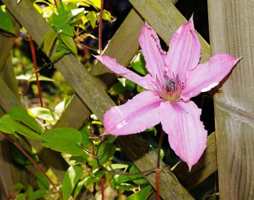 Clematis, Gėlė, Žiedas, Žydėti, Didelis, Saldus, Uždaryti